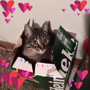 Meet your Posher, Dee